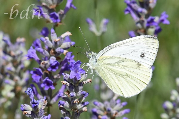 Kleiner Kohlweißling am Blütenstand vom Lavendel