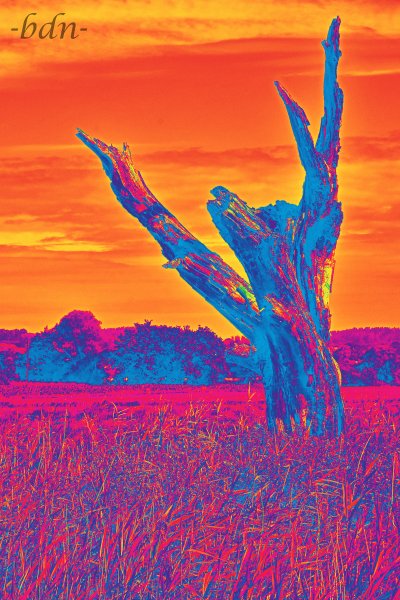 Toter Baum in der Au