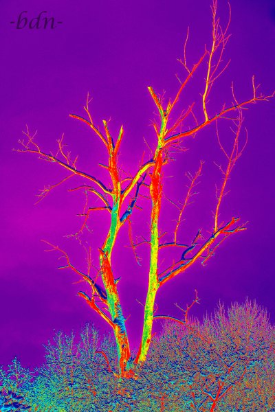 Kahler Baum im Winterwald