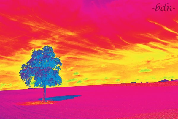 Der blaue Baum