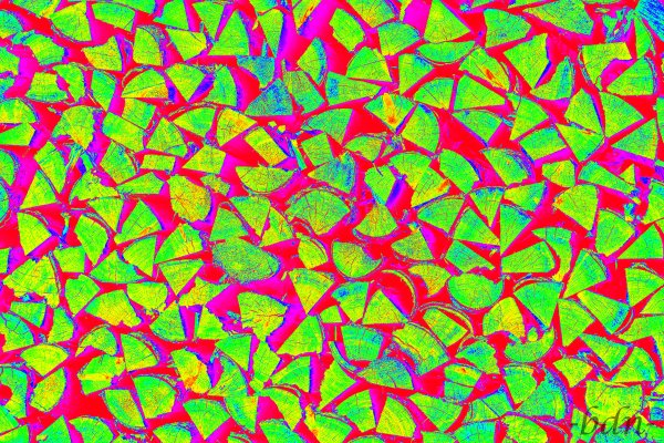 Bunt