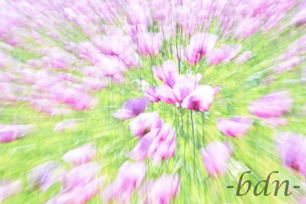 Mohn im Fokus