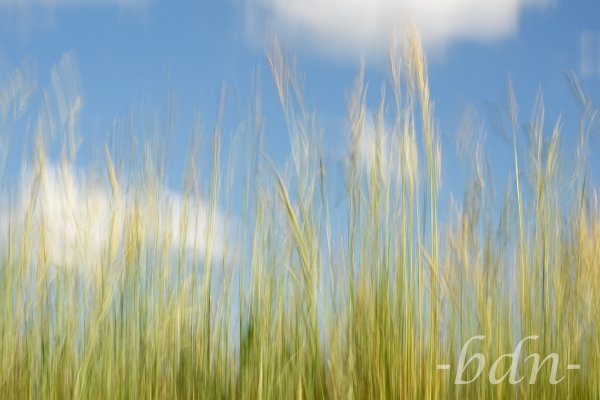 Gräser im Wind