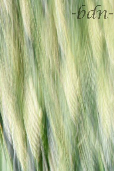 Gerstenähren
