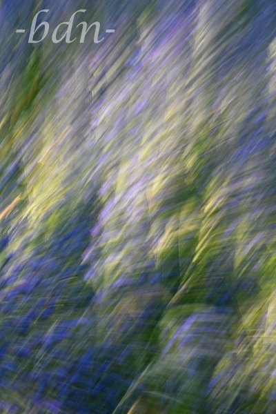 Der Blaue Natternkopf