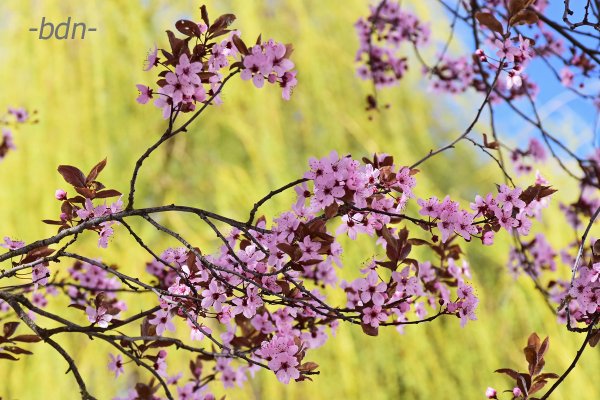 Kirschblüten in Rosé