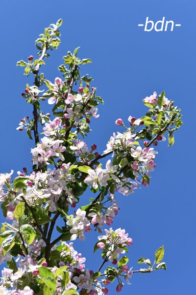 Ein Frühlingsgruß aus Apfelblüten
