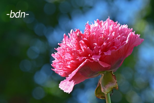 Schönheit in Pink, Pfingstrosen-Ziermohn
