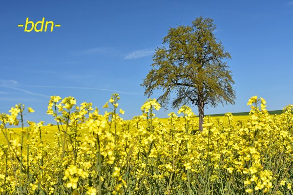 Alte Eiche mitten im Raps