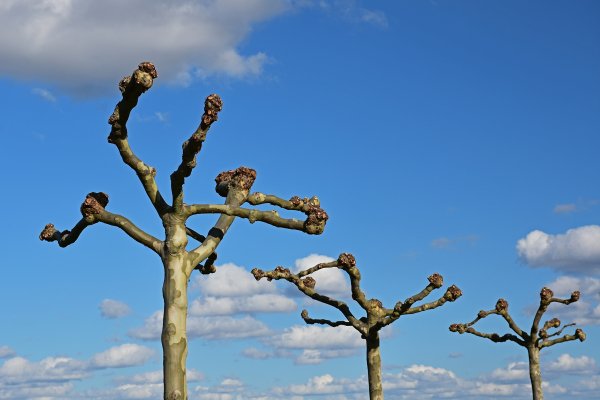 Gekappte Platanen