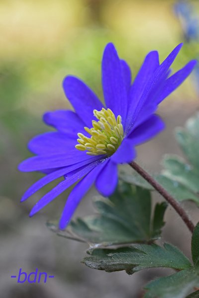 Strahlenanemone
