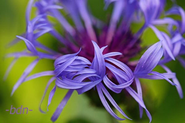 Bergflockenblume