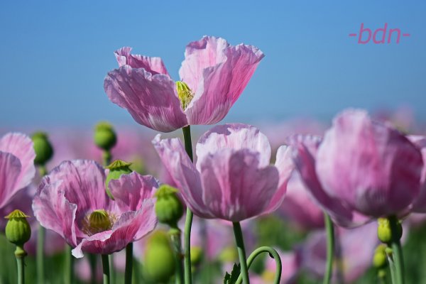 Blühender Blaumohn