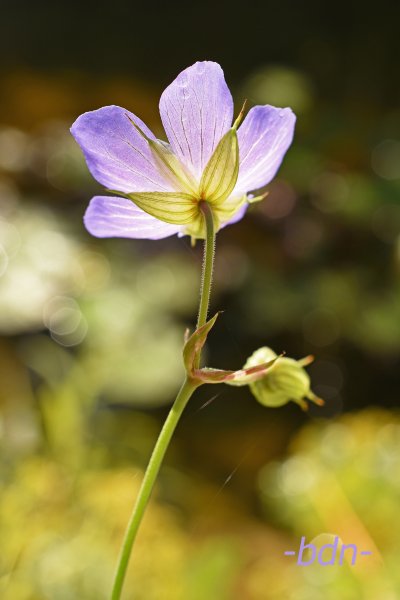 Wiesenstorchschnabel im Gegenlicht