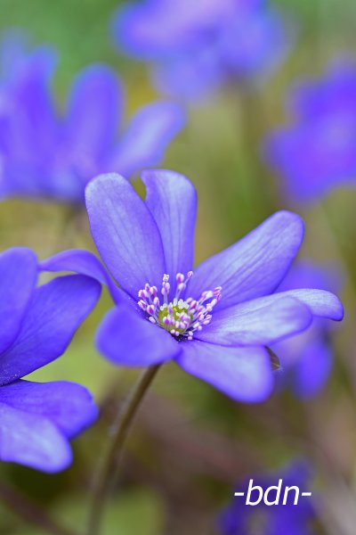 Leberblümchen im Buchewald