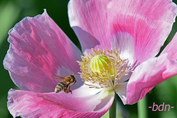 Biene und Blaumohn