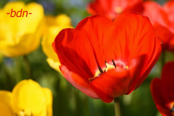 Tulpenpracht