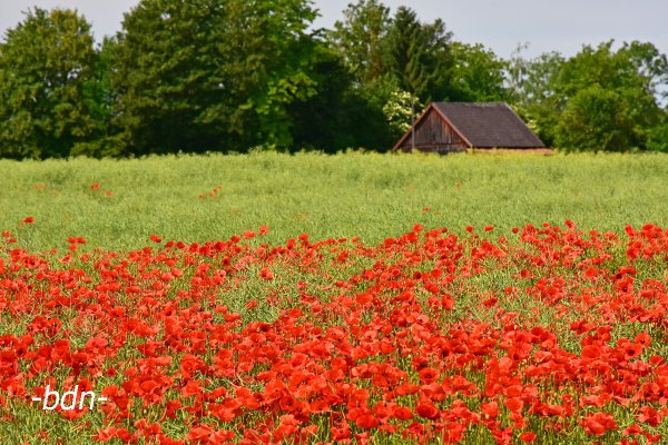 Klatschmohn in Hülle und Fülle