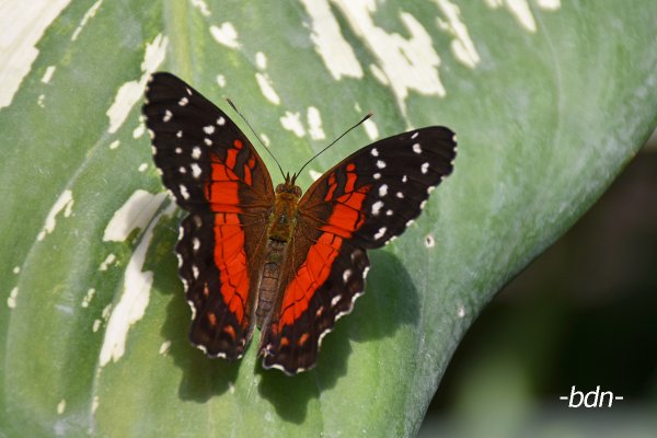 Anartia amathea Roter Pfau
