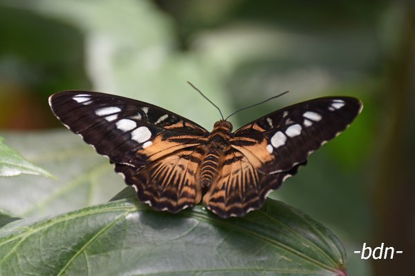 Parthenos sylvia, weiblich, Klipper