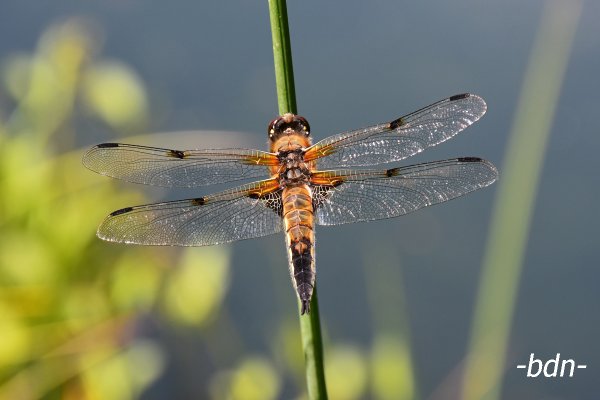 Vierfleck Libelle, Libellula quadrimaculata, am Gartenteich