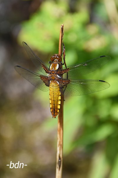 Plattbauch, Libellula depressa, Weibchen