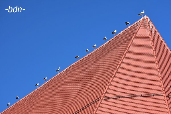 Zwölf Weißstörche auf einem Kirchendach
