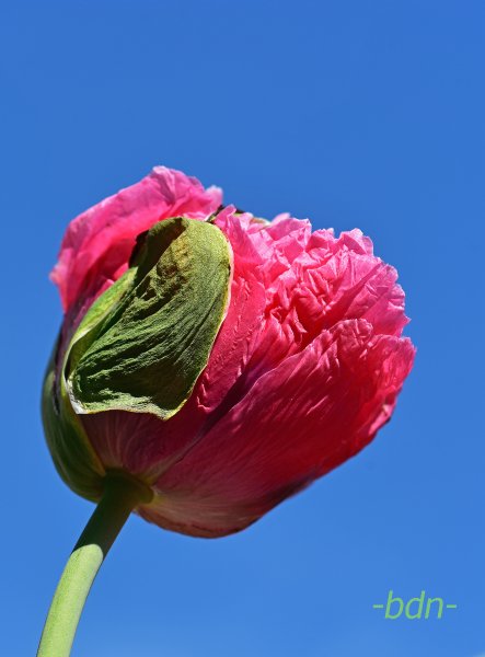Die Knospe vom Ziermohn öffnet sich