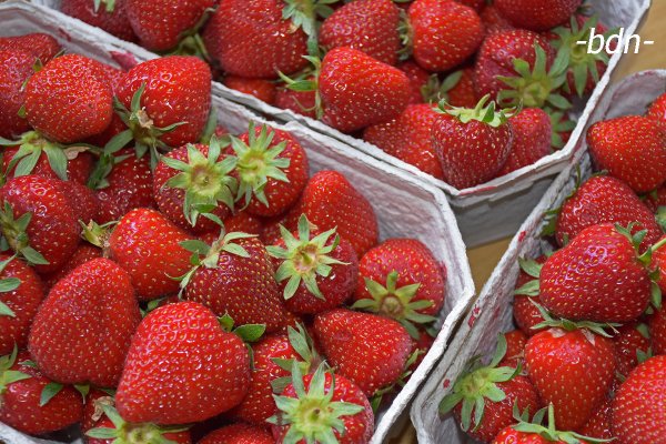 Erdbeeren frisch gepflückt