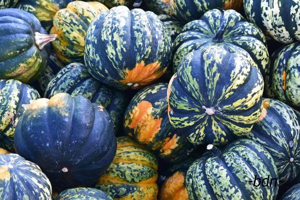 Gorgonzolakürbisse dicht an dicht
