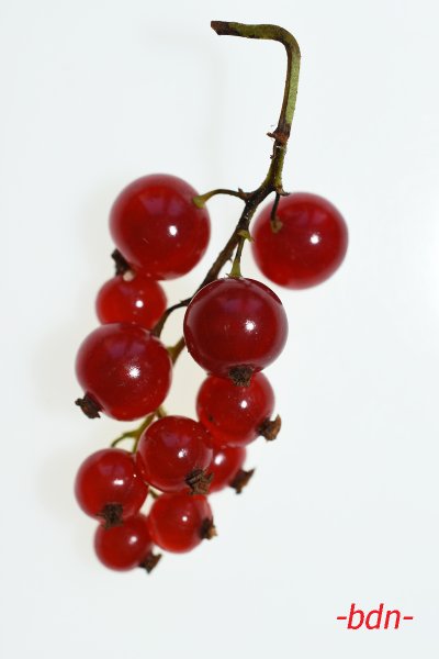 Rote Johannisbeeren