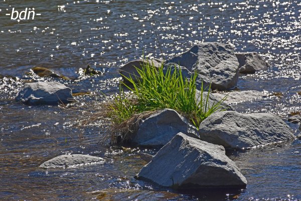 Frisches Grün in der Isar