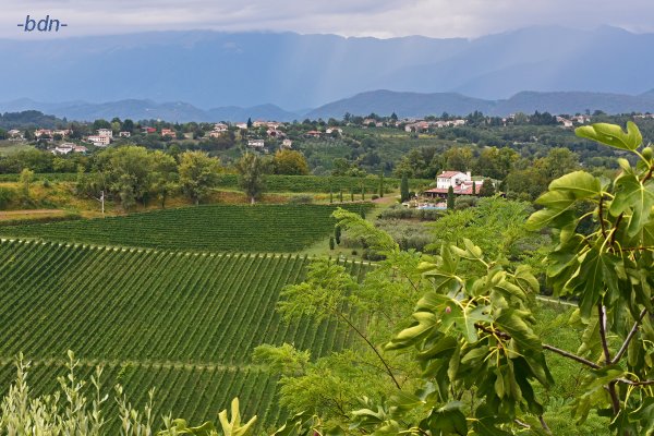 Blick von Collalbrigo aus über die Weinberge bei Conegliano, Italien
