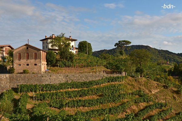 Weingärten bei Rolle, Strada del Prosecco, Conegliano-Valdobbiadene, Italien