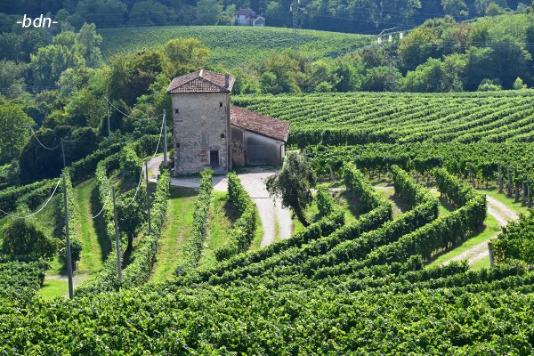 Weingärten bei Feletto an der Strada del Prosecco, Italien