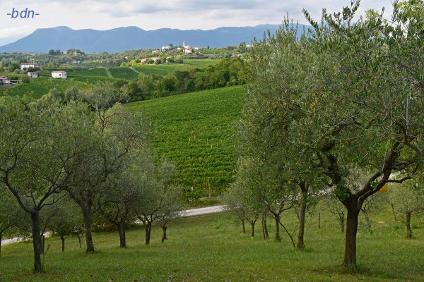 Olivenhain und Weingärten in Collalbrigo, Conegliano, Italien